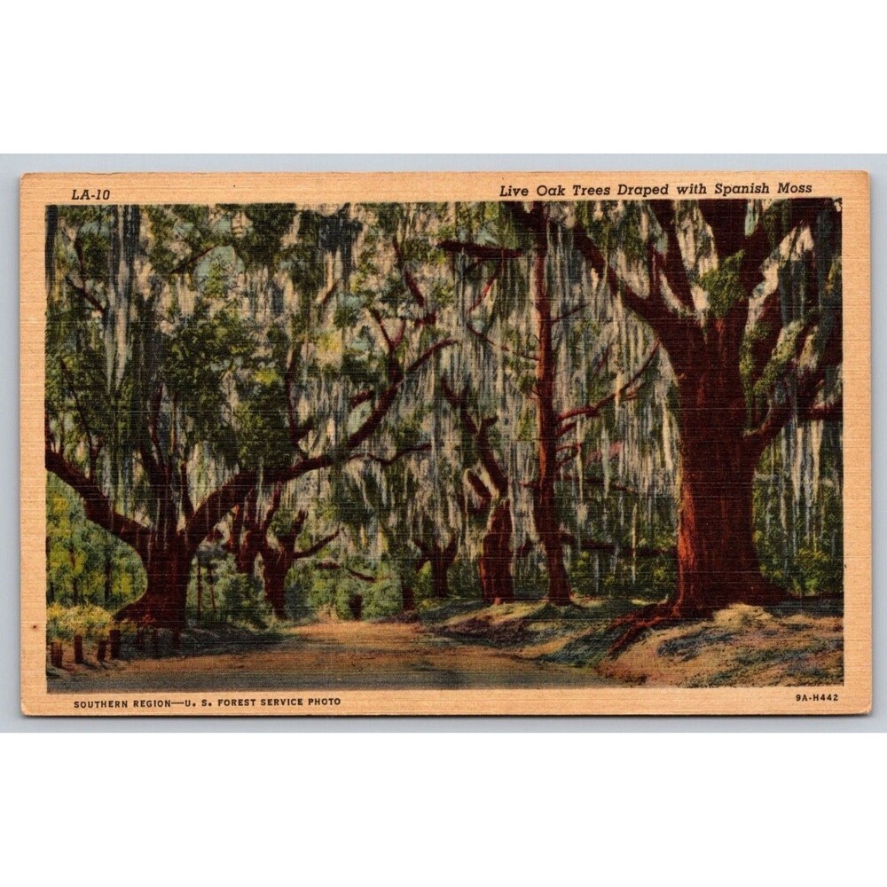 Vtg 1939 Linen Postcard Louisiana Live Oak Trees Spanish Moss LA-10 Curt Teich